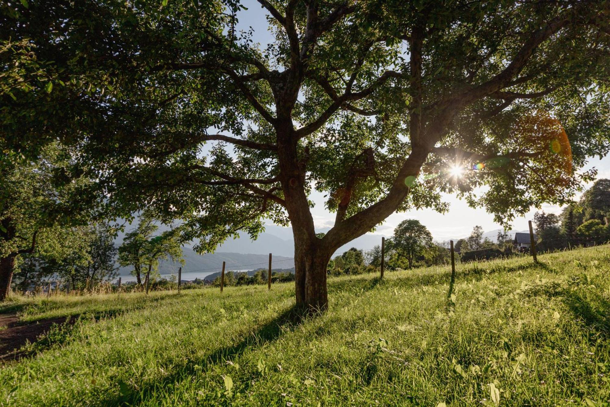 Bio- Und Vitalbauernhof Bacherhof 밀슈타 외부 사진